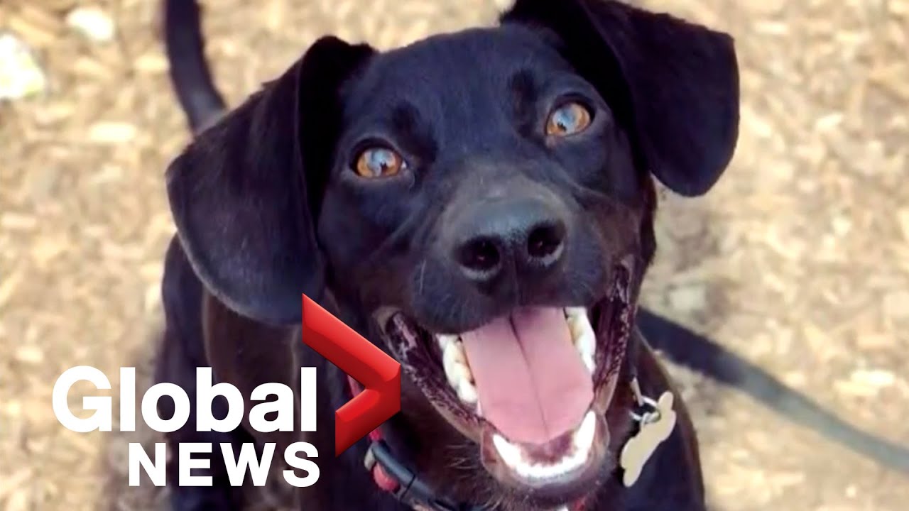 Family heartbroken after dog escapes kennel and is killed; kennel owner