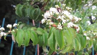 Heptacodium miconioides sedmisyn