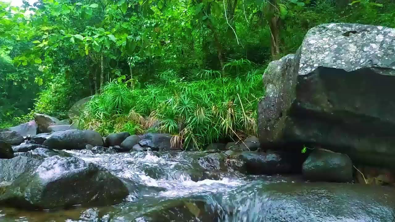 Calming River Flow for Sleeping & Studying Gentle Stream ASMR Sound