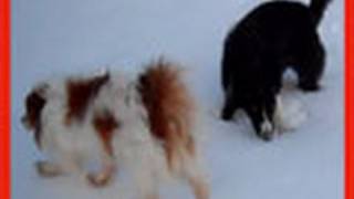 Pap-Cav Vs Border Collies in the SNOW