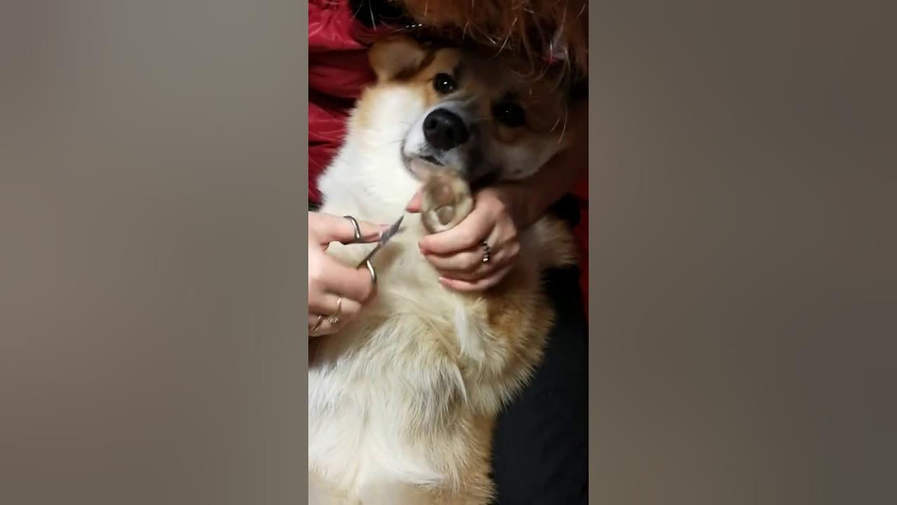 Корги гуччи
