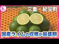 国産ライムの収穫が最盛期 爽やかな香りが特徴 三重・紀宝町