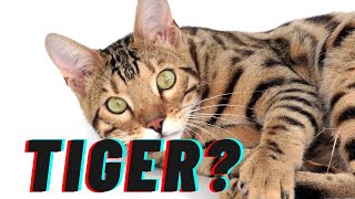 The unique traits and characteristics of bengal cats | Bengal Cat Charm