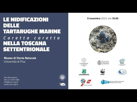 Le nidificazioni delle tartarughe marine Caretta caretta nella Toscana settentrionale