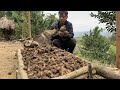 Survival Instinct, Wild Alone, Collecting Bulk Taro for Breeding, Building a Life (Ep 79)