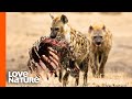 Spotted Hyena Clan Feeding Frenzy