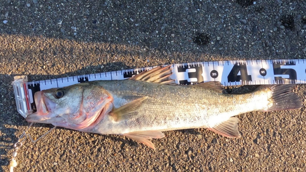 木曽川河口で秋シーバス始まる！