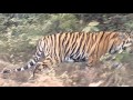 Umared karandala 4 cub tiger sightseeing