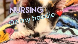 Little fuzz faced foster kittens ❤️ by HeyThere 240 views 7 months ago 11 minutes, 14 seconds