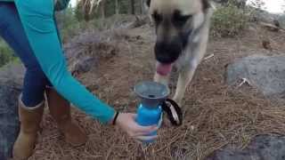 AutoDogMug Travel Mug For Your Dog