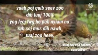 suab poj qaib seev dib tuaj zoo 100%