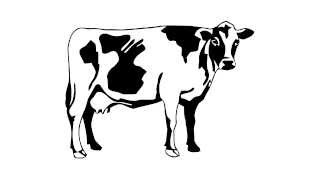 cow drawing simple draw easy cartoon drawings paintingvalley