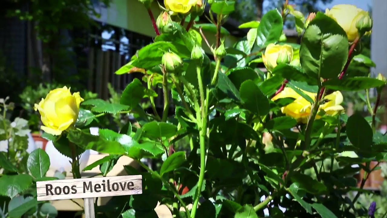 Top 3 van geurende planten