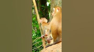 The little baby monkey learns to climb a tree #short