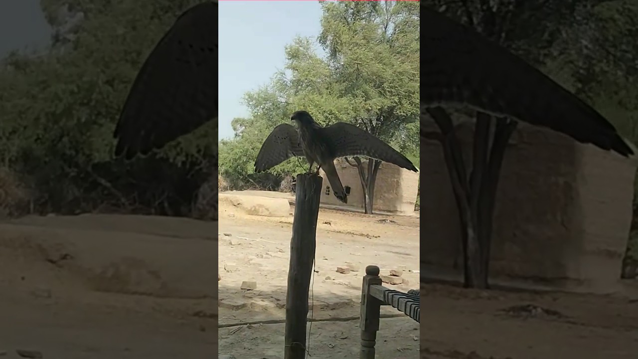 the best kestrel fly 🦅