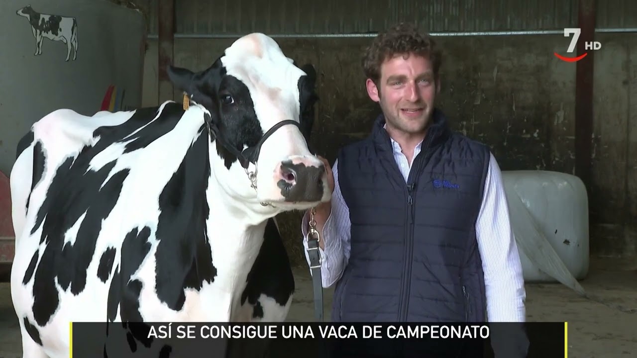 Chantel, la mejor vaca frisona del mundo | El campo al día