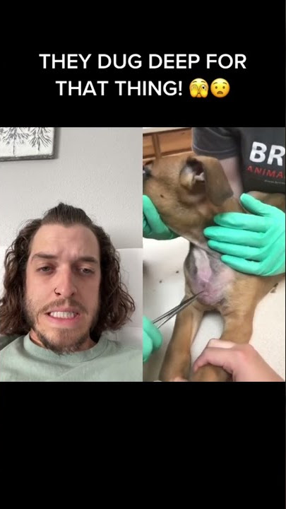 This is UNBELIEVABLE 🫣🙊 #veterinarian #veterinarianmedicine #vetsoftiktok #shorts