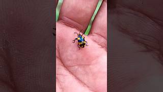 Asian beetles you've never seen#anyuniqueanimals#beetle#insects#beautifulinsects#nature#wildlife