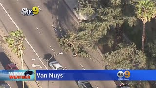 Trees Downed As Heavy Winds Whip Through SoCal