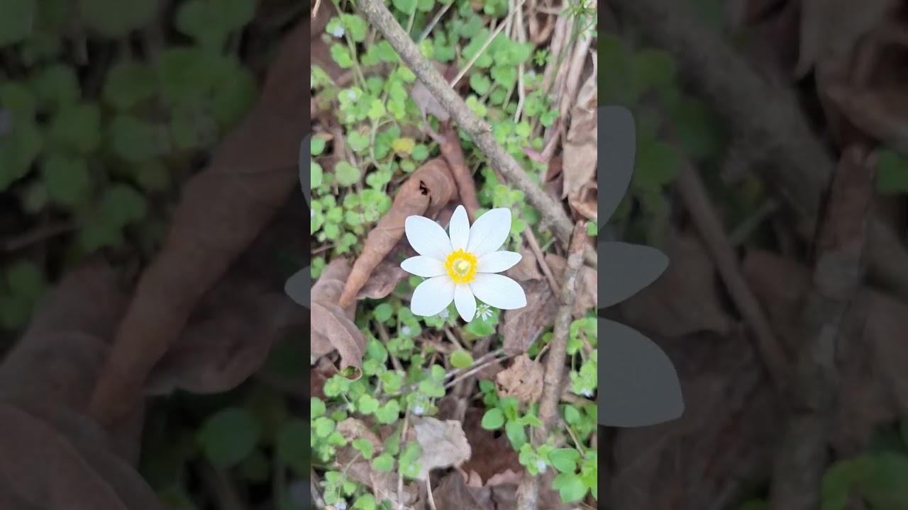 BLOODROOT 