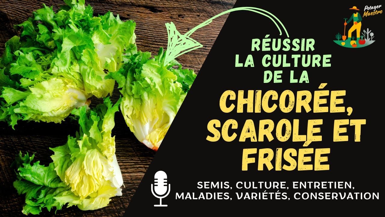 Réussir la culture de la chicorée scarole ou frisée dans votre potager