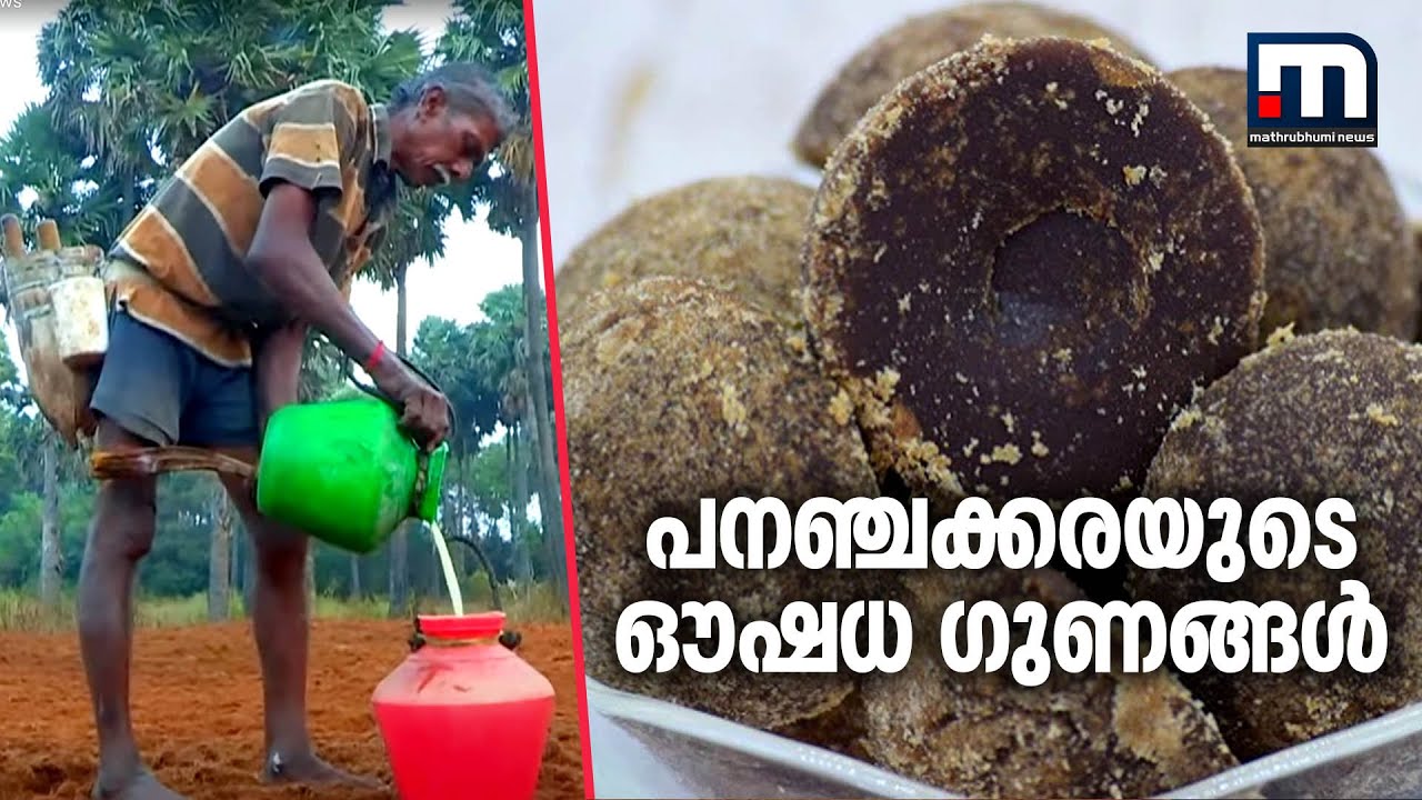 പനഞ്ചക്കരയുടെ ഔഷധ ​ഗുണങ്ങൾ| Mathrubhumi News