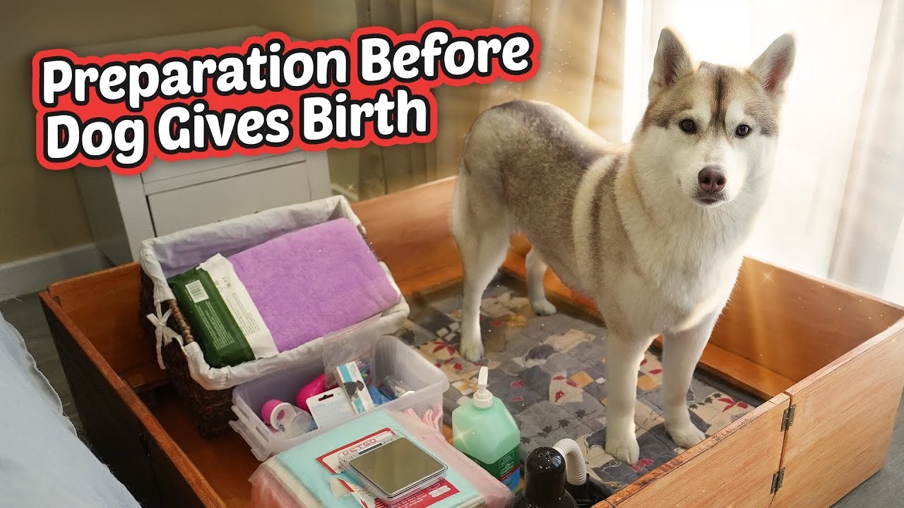 Malapit na manganak sa nag-iisang puppy?