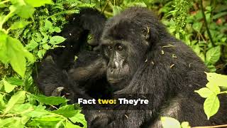 10 Unbelievable Mountain Gorilla Facts You Won't Believe!
