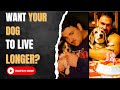 How to help your dog live longer senior dog longevity guide