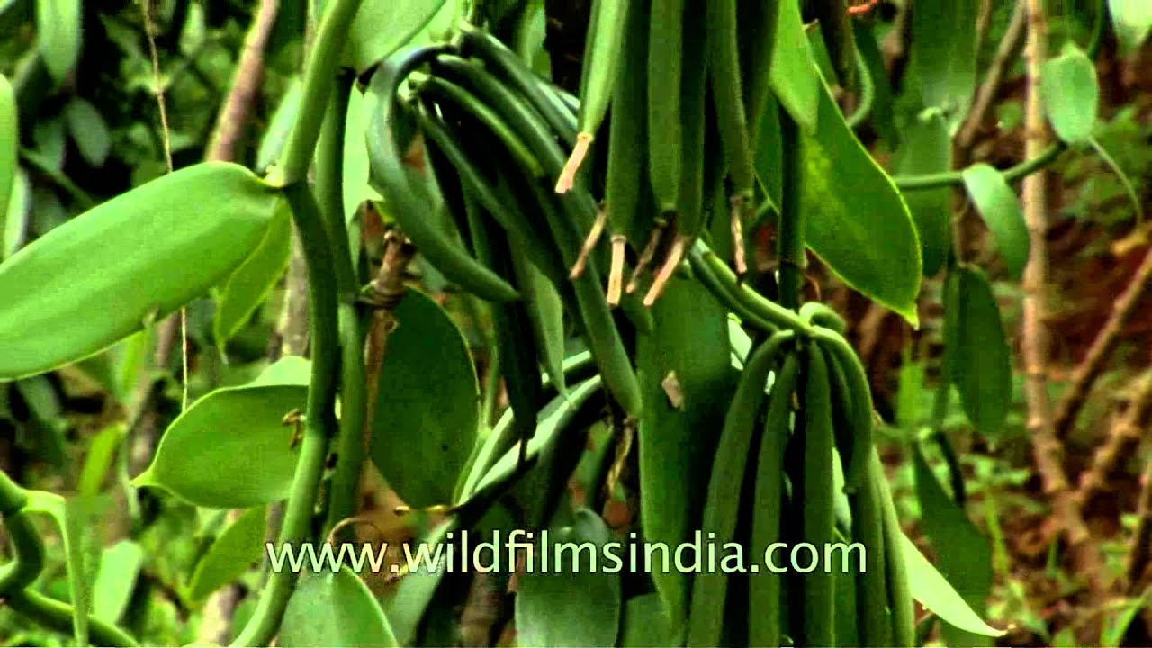 Vanilla pods in Kerala spice plantation YouTube