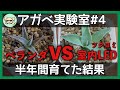 【アガベ】LEDライトvs室外！半年後の様子！よく育ったのはLED【BARREL TSUKUYOMI 植物育成ライト】