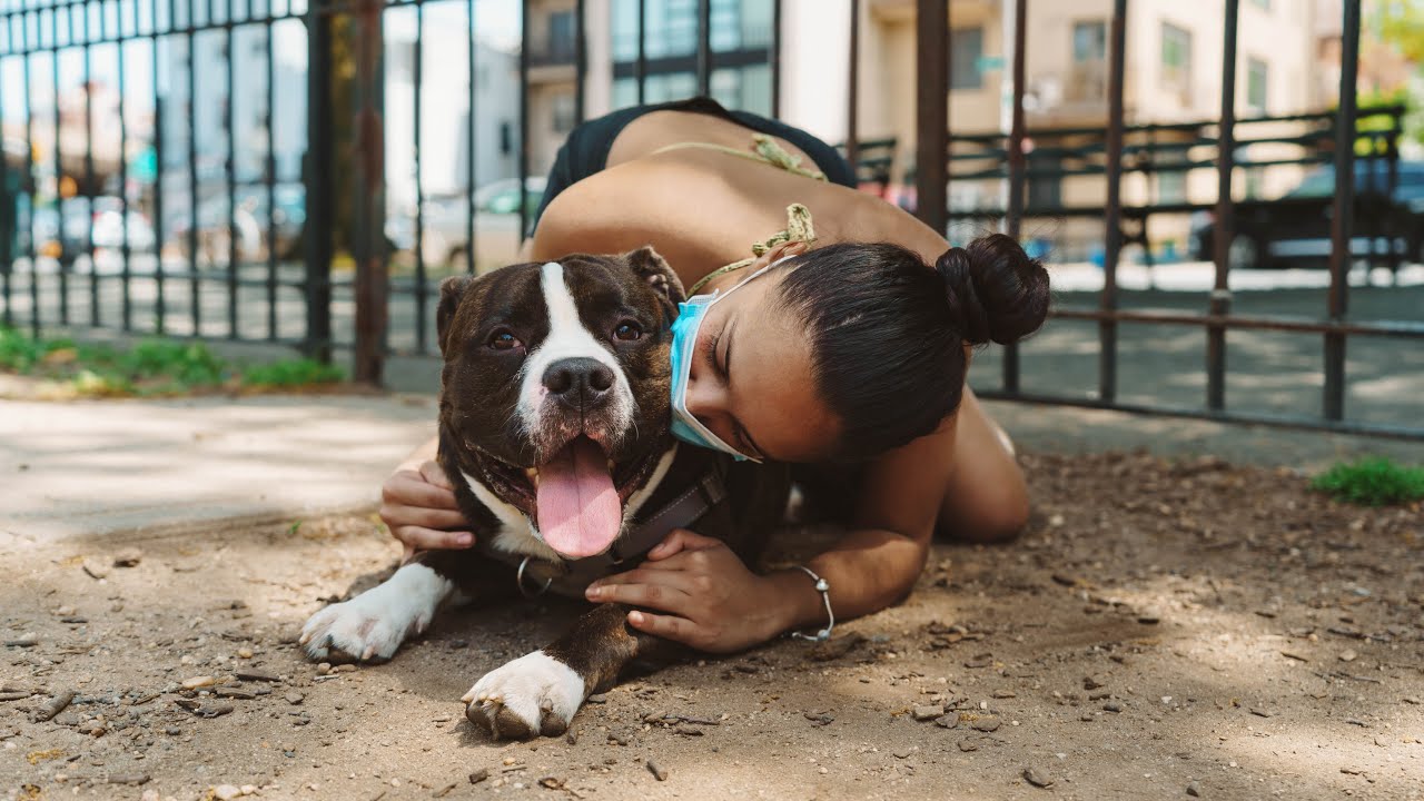 the Quarantine Dog Owner Life YouTube