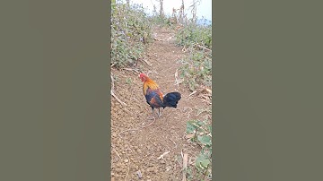 gà rừng tơ.qaib qus zoo nkauj