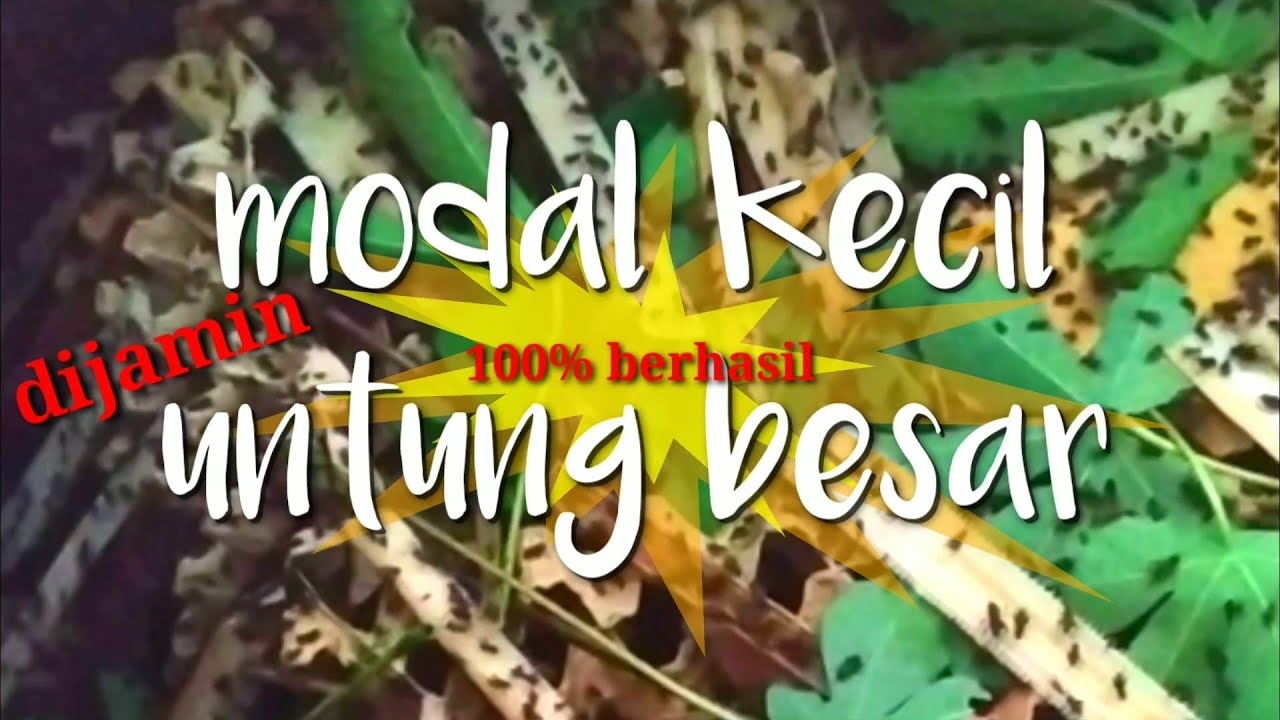 Jangkrik rumahan usaha sampingan 