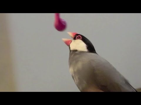 イヤホンで釣られる？桜文鳥ほーちゃん 文鳥動画