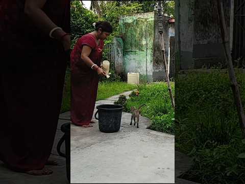 Sunday special #minivlog #housewifelife #viralvideo @arpitadailyvlog5976