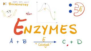 Enzymes | Catalysts | Structure & Function | Biochemistry