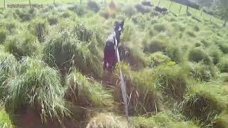 3yr old border collie meets sheep for the first time ever…WHAT WILL HE DO!