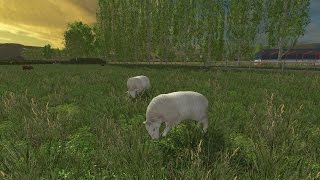 FS15 A taste of Donegal Sheep Feeding Trough
