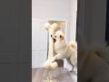 Marvelous Dancing Polish Cow funny dog cow dance Cow Song Cow Videos cow farm giant bone asmr