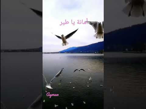 أمانة ياطير فضل شاكر