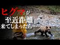 実録！ヒグマが至近距離に……その時どうする？