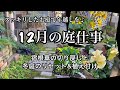 【12月の庭仕事】年内に済ませたい庭作業・宿根草の切り戻し・花苗&球根の植え付け・ガーデニング・#PW #PWアンバサダー #ガーデリンク