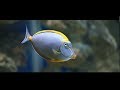 Danmarks akvarium:Den Blå Planet - Denmark's aquarium: The Blue Planet