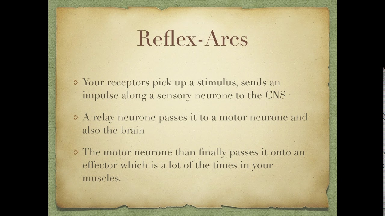 Unit 13 Coordination and Response-Part 1