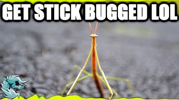 STICK BUG REMIX (Stick Bug Meme Song - Bee Swarm Simulator)