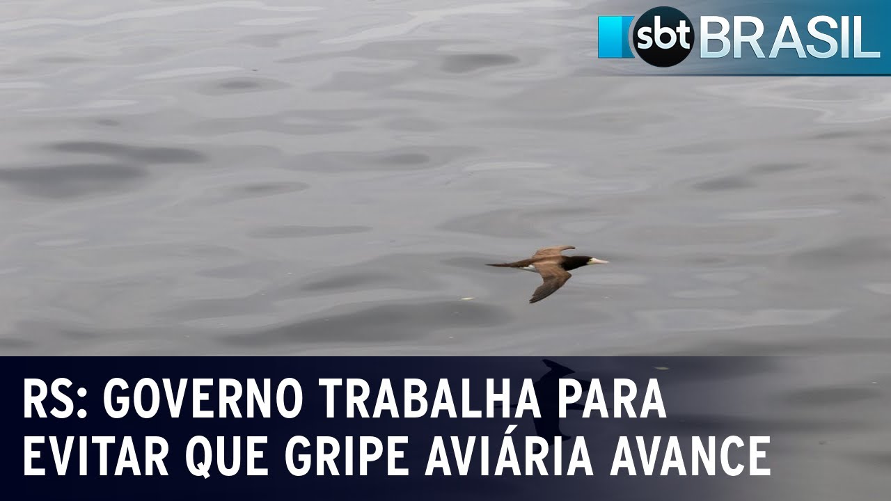 RS: Governo trabalha para evitar que gripe aviária avance em áreas urbanas | SBT Brasil (28/10/23)