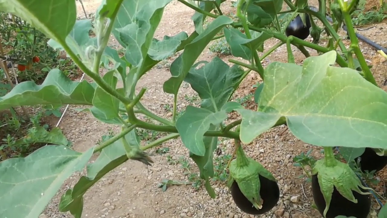 ΜΕΛΙΤΖΆΝΑ. ΦΟΡΜΆΡΙΣΜΑ ΚΑΙ ΚΛΆΔΕΜΑ ΤΟΎ ΦΥΤΟΎ. 2 μέρος