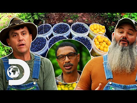 Mike & Jerry Team Up With Their Enemy To Make Blueberry Lemonade Moonshine 