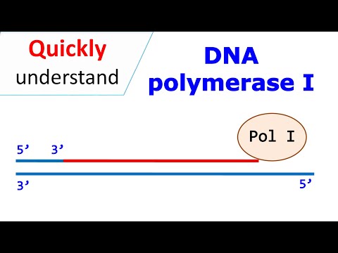 Video: Unterschied Zwischen Klenow-Fragment Und DNA-Polymerase 1